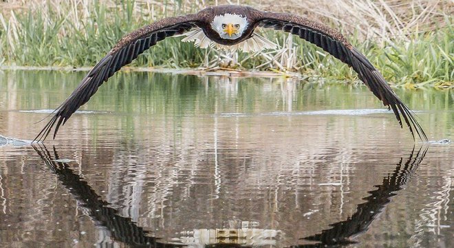 Steve Biro fez registro de águia-de-cabeça-branca em santuário de aves de rapina no Canadá