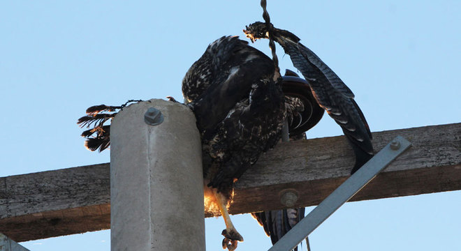 O biólogo notou que muitas águias-cinzentas morriam eletrocutadas