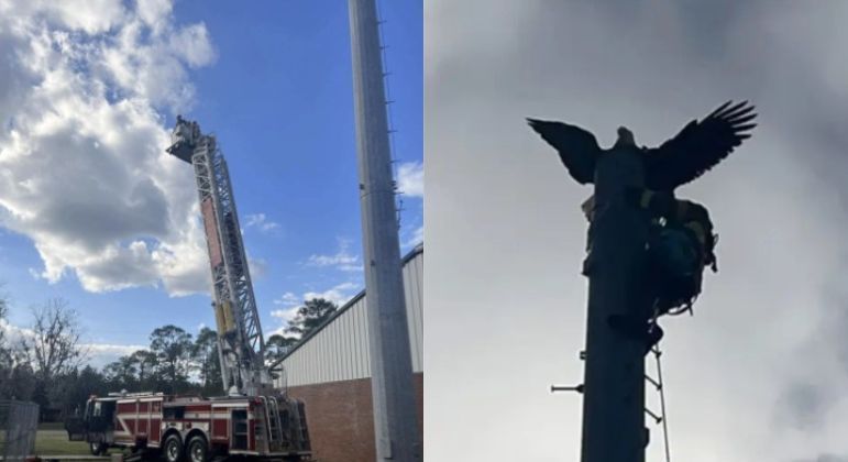 Animal ficou preso no topo de uma torre de rádio de 36 metros