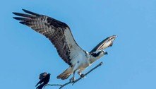 Flagrante insólito: pássaro pega carona em galho carregado por águia