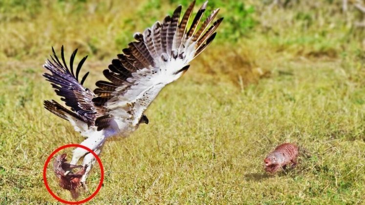 Um grupo de mangustos confirmou a teoria de que a espécie é a mais corajosa da natureza e enfrentou a maior águia da África para resgatar um amigo preso nas garras do predador. O flagrante mostrou também que tudo é possível nas leis da natureza