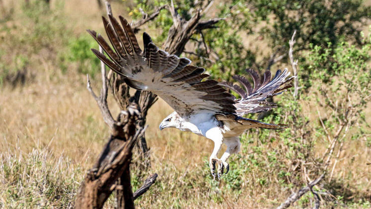 Tudo começou com uma águia-marcial (Polemaetus bellicosus), uma das maiores do mundo, com até 2,6 m de envergadura, que viu uma oportunidade única de predação. Ela pegou um mangusto e achou que logo poderia devorá-loVEJA ESSE CONTEÚDO COMPLETO