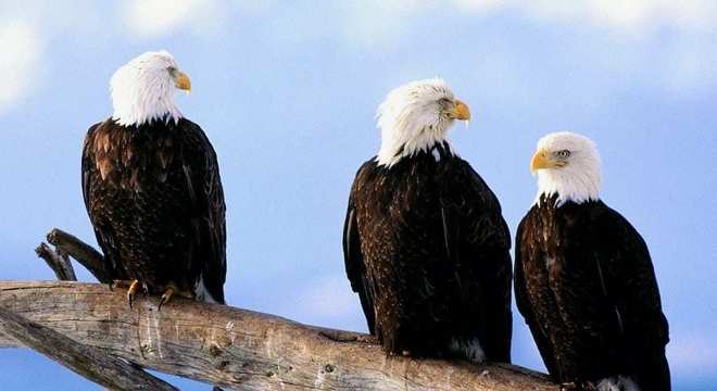 Águias - as imponentes aves que dominam os céus