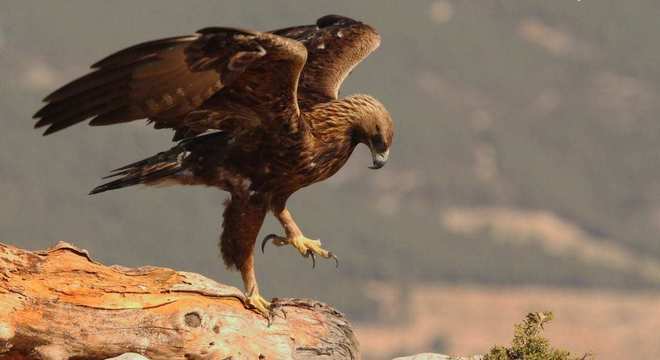 Águias - as imponentes aves que dominam os céus