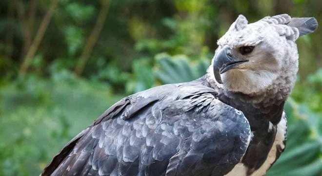 Águias - as imponentes aves que dominam os céus