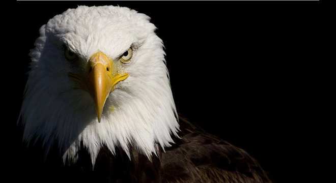 Águias - as imponentes aves que dominam os céus