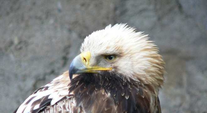 Águias - as imponentes aves que dominam os céus