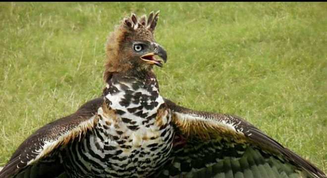 Águias - as imponentes aves que dominam os céus