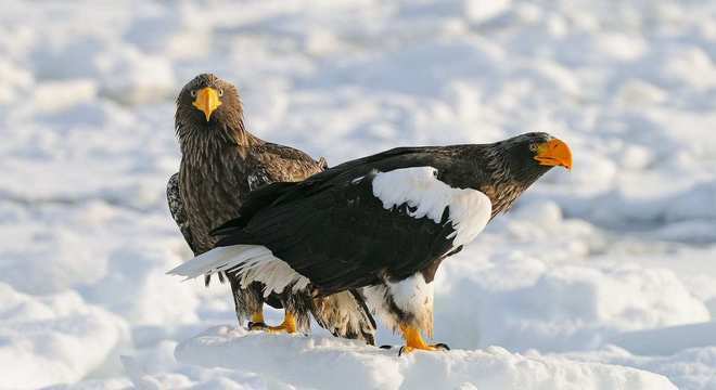 Águias - as imponentes aves que dominam os céus