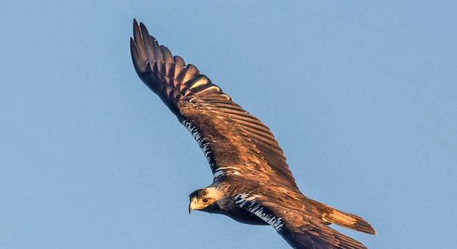 Águias - as imponentes aves que dominam os céus