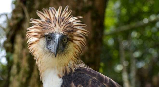 Águias - as imponentes aves que dominam os céus