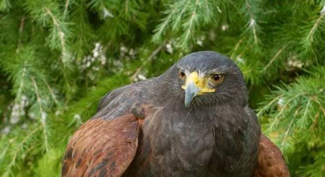 Águias - as imponentes aves que dominam os céus