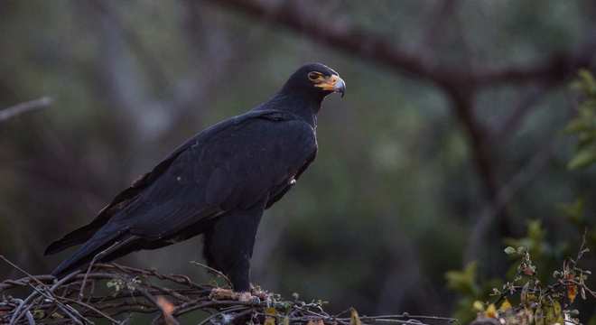 Águias - as imponentes aves que dominam os céus