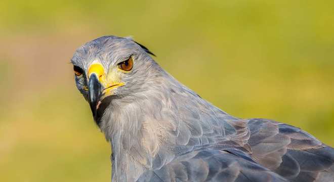 Águias - as imponentes aves que dominam os céus