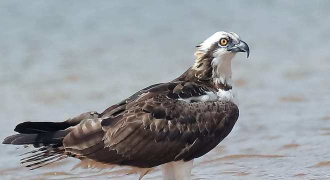 Águias - as imponentes aves que dominam os céus