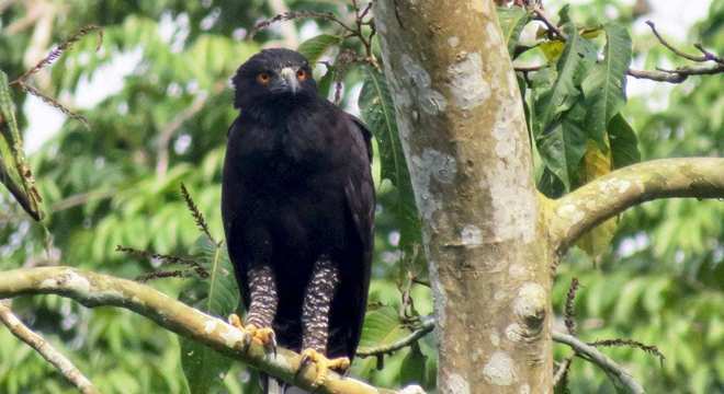 Águias - as imponentes aves que dominam os céus