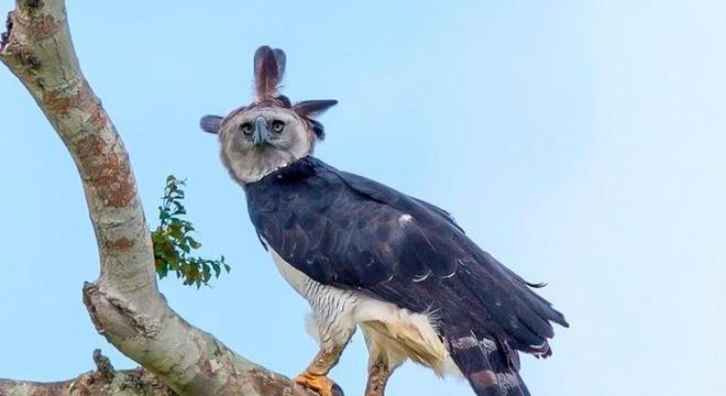 Águias - as imponentes aves que dominam os céus