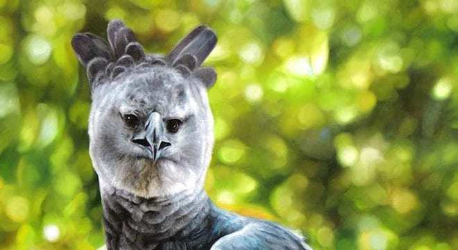 Águias - as imponentes aves que dominam os céus