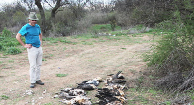 Em seu trabalho de pesquisa, o cientista identificou os principais perigos enfrentados pelos animais