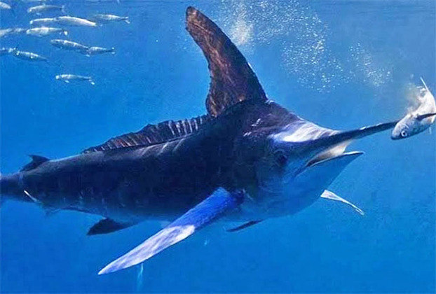 Agulhão-vela- Mais conhecido como peixe-espada, o agulhão-vela alcança 110 km/h, utilizando uma extremidade longa e pontiaguda, o que aumenta a sua velocidade na água e facilita seu deslocamento para fugir de predadores.