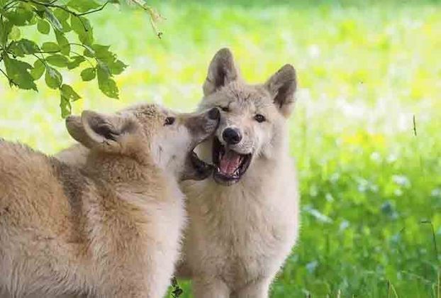 Aí está a fofura destes filhotes de lobo ártico que foram fotografados em meio às brincadeiras na mata. 