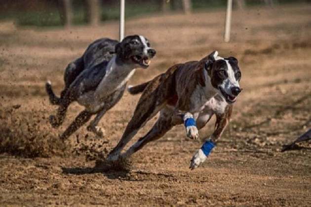 Ainda que sejam conhecidos por serem cães de corrida, os Greyhounds preferem ficar no colo do tutor a correr numa pista.