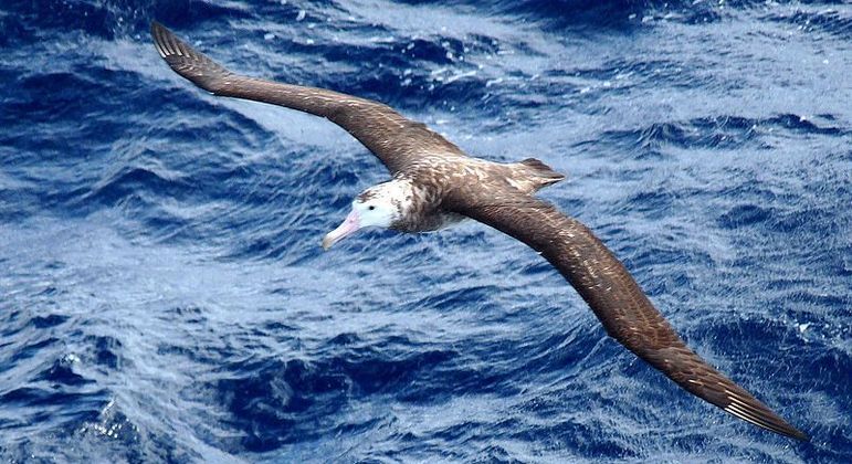 Um albatroz-de-Tristão, espécie muito ameaçada de extinção e prato favorito dos ratos