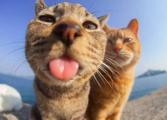 “Albert Einstein”: Com nome sugestivo, esta foto mostra um gatinho dando a língua para a câmera, tal qual o cientista famoso!