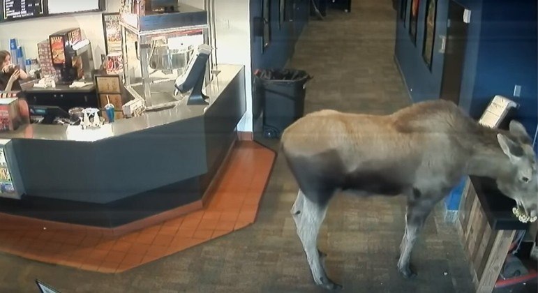 Animal não perdeu viagem e comeu pipoca no cinema