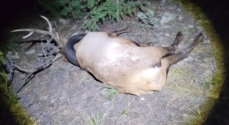 Alce teve pneu removido do pescoço após 2 anos de buscas pelo animal