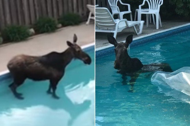 Animais engraçados escorregar e cair On Ice - animal não