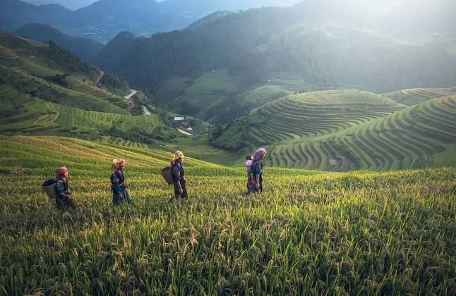 Além de integrar a alimentação tradicional em Bali, o arroz tem significado religioso. Seu cultivo harmoniza a ligação entre os deuses e o solo, na cultura da Indonésia. 
