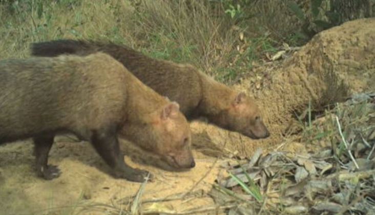 Além dos filhotes encontrados em Inocência, dois cachorros-vinagre adultos (foto) foram flagrados pela armadilha fotográfica no Parque Municipal do Pombo, também em Mato Grosso do Sul.  
