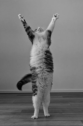 Além dos vencedores nas categorias, algumas fotografias ganharam menções honrosas no concurso. A primeira, chamada “vitória”, mostra esse gato nessa pose triunfal. Também parece que está regendo uma orquestra!