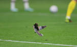 No meio de tanta gritaria, um passarinho voa tranquilo no gramado do Khalifa International Stadium durante a partida entre Alemanha e Japão