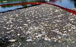 Uma alga tóxica seria a responsável pela morte de mais de 100 toneladas de peixes no rio Óder, disseram, nesta segunda-feira (22), autoridades da Polônia e Alemanha