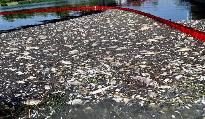 Uma alga tóxica seria a responsável pela morte de mais de 100 toneladas de peixes no rio Óder, disseram, nesta segunda-feira (22), autoridades da Polônia e Alemanha
