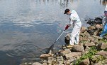 'As análises realizadas até agora confirmaram a presença de algas tóxicas do tipo Prymnesium parvum', afirmou o vice-ministro polonês do Meio Ambiente, Jacek Ozdoba, no Twitter