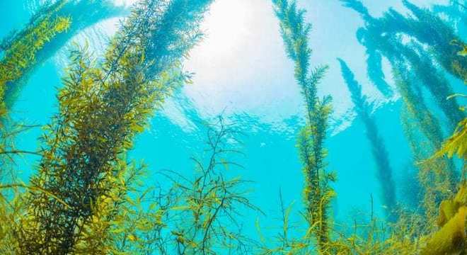 Algas - o que são, como se comportam e principais variedades