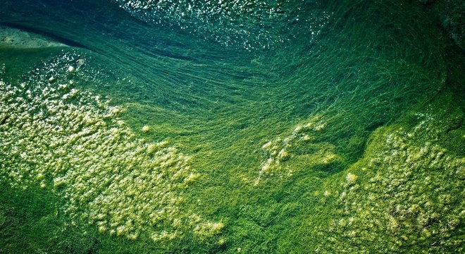 Cientistas estão tentando desenvolver variedades de algas sem clorofila, com sabores neutros e cores sutis 