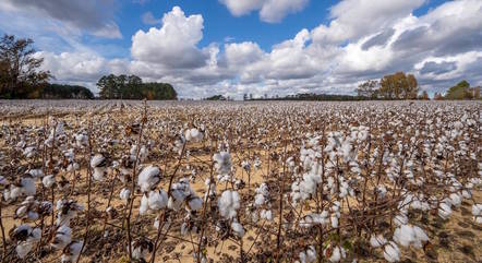 Produção de algodão no Brasil passou por transformações
