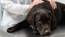 Saiba quais são as doenças mais comuns em cachorros e como é possível preveni-las 