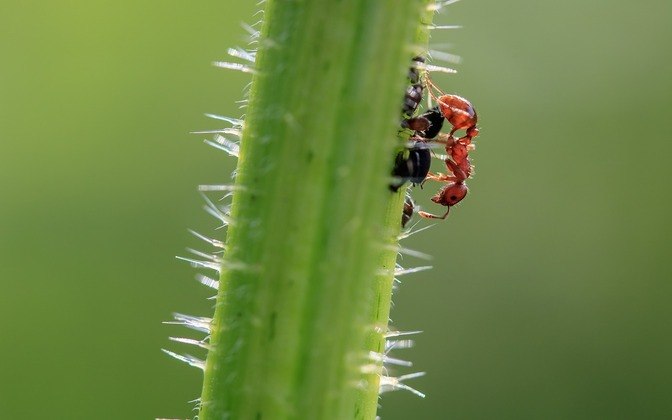 Algumas formigas são carnívoras e atacam aranhas, baratas e cupins, entre outros.