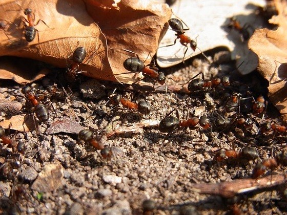 Algumas formigas usam a saliva para colar detritos de folhas, grãos de areia e outros materiais em seu ninho.