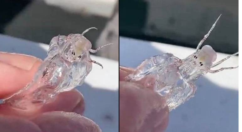 O animal vive nas profundezas do oceano