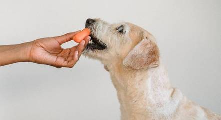 Alimentação vegana para pets