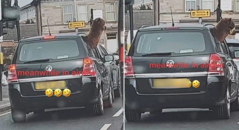 Animal conferiu o trânsito tranquilamente enquanto o carro parou no semáforo