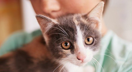 Amantes dos felinos poderão ajudar instituição em festa junina