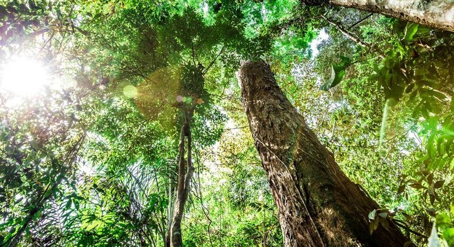 Uma única árvore gigante é capaz de sequestrar a mesma quantidade de carbono da atmosfera que 300 a 500 árvores pequenas