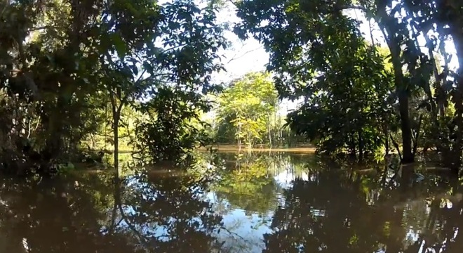 A floresta amazônica cobre 99% do território da Guiana Francesa